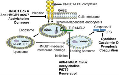 Targeting Inflammation Driven by HMGB1